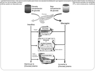 Páncreas: órgano clave en la regulación del metabolismo  Esta glándula endocrina responde a la entrada de glucosa en sus células (proceso que tiene lugar durante y después de la ingesta alimenticia), secretando  insulina , hormona que en estados basales de glucemia, se encuentra almacenada como proinsulina en las células    de los islotes pancreáticos de Langerhans.  Cuando la concentración de glucosa en plasma es superior al valor normal (5 mM), las células    del páncreas captan rápidamente el monosacárido mediante la proteína transportadora de glucosa GluT2. La elevada constante de transporte propia de esta proteína (aproximadamente 60 mM) permite la entrada de glucosa según una cinética lineal y no saturable en condiciones fisiológicas. En el interior celular, la glucosa, por la acción catalítica de la glucocinasa, se convierte inmediatamente en glucosa-6-fosfato que sigue la vía glucolítica. La activación de esta ruta degradativa favorece la entrada de Ca 2+  en las células pancreáticas a través de los canales situados en la membrana plasmática y, como consecuencia, la liberación de insulina por exocitosis.  Una vez en el torrente circulatorio, la insulina se une a los receptores específicos presentes en la membrana plasmática de las células de diferentes tejidos. Estos receptores son proteínas que atraviesan la membrana plasmática y poseen actividad tirosina-cinasa, a las que se une la insulina para iniciar una cascada de señalización que regula la transcripción de genes determinados, la síntesis de determinadas proteínas y la actividad de enzimas citosólicas.  Por otra parte, el descenso de la concentración de glucosa que se produce durante el ayuno induce a que las células    del páncreas secreten  glucagón . Esta hormona se une a receptores específicos (presentes en hepatocitos y adipocitos) que a su vez se acoplan a proteínas G heterotriméricas, lo que activa la cascada de señalización de la adenilato ciclasa. Esta enzima asociada a la membrana plasmática cataliza la transformación de ATP en AMPc, segundo mensajero que, al unirse a algunas proteínas citosólicas, modula su actividad biológica.  La proteína cinasa A (PKA) es una de estas proteínas para las que el AMPc es activador alostérico que se une al correspondiente centro regulador de la enzima, induciendo la disociación de las subunidades reguladoras y catalíticas; estas últimas quedan así dispuestas para la unión de las correspondientes proteínas sustrato, a las que fosforila a expensas de ATP y, como consecuencia, modifica su actividad.   