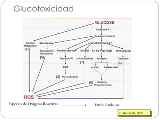 Glucotoxicidad Especies de Oxigeno Reactivas Estrés Oxidativo P. Marchetti, 2006 