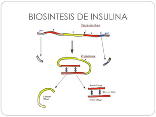 BIOSINTESIS DE INSULINA 