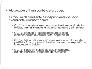 Absorci ón y  Transporte de glucosa: Captura dependiente o independiente del sodio Mediante transportadores: GLUT 1 y 3: median transporte basal en la mayoría de los tejidos, gran afinidad a la glucosa (cerebro y eritrocitos) GLUT 2: captura el exceso de glucosa para almacenamiento, células Beta, hepatocitos GLUT 4: tejido adiposo y músculo, responde a los niveles periféricos de glucosa, la insulina aumenta su expresión en la membrana celular GLUT 5: Borde en cepillo de cels. Intestinales, espermatozoides, transporte de fructuosa 