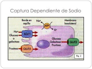 Captura Dependiente de Sodio 