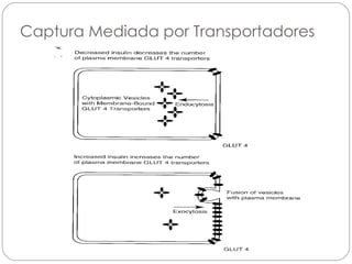 Captura Mediada por Transportadores 