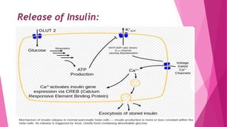 Release of Insulin:
 