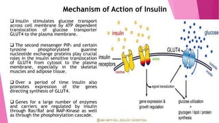 Mechanism of Action of Insulin
 Insulin stimulates glucose transport
across cell membrane by ATP dependent
translocation of glucose transporter
GLUT4 to the plasma membrane.
 The second messenger PIP3 and certain
tyrosine phosphorylated guanine
nucleotide exchange proteins play crucial
roles in the insulin sensitive translocation
of GLUT4 from cytosol to the plasma
membrane, especially in the skeletal
muscles and adipose tissue.
 Over a period of time insulin also
promotes expression of the genes
directing synthesis of GLUT4.
 Genes for a large number of enzymes
and carriers are regulated by insulin
through Ras/Raf and MAP-Kinase as well
as through the phosphorylation cascade.
 