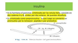 insulina
• Es la hormona el pancreas sintetizada por las celulas beta, consiste en
dos cadenas A y B, unidas por dos enlac...