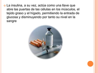  La insulina, a su vez, actúa como una llave que
abre las puertas de las células en los músculos, el
tejido graso y el hígado, permitiendo la entrada de
glucosa y disminuyendo por tanto su nivel en la
sangre
 