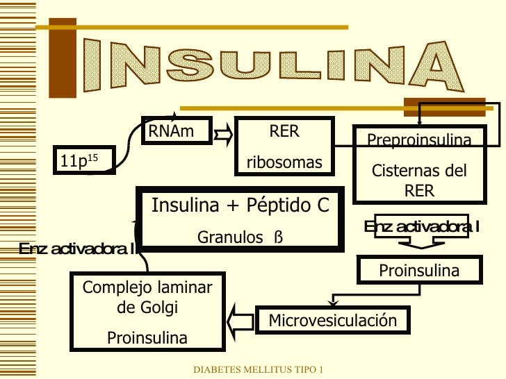 Diabetes Mellitus Tipo 1 Diabetes Mellitus Tipo 1