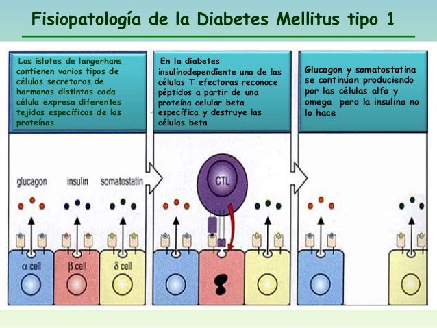 Diabetes mellitus tipo1 Diabetes mellitus tipo1