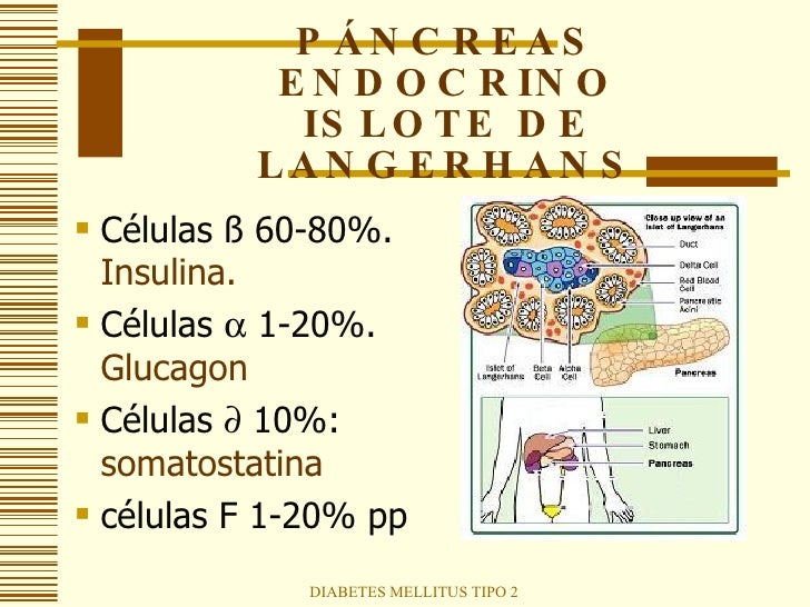 Diabetes Mellitus Tipo 2 Diabetes Mellitus Tipo 2