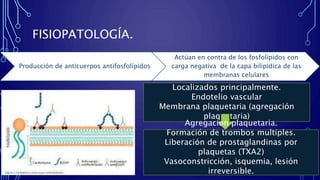 FISIOPATOLOGÍA.
• Producción de anticuerpos antifosfolípidos.
Producción de anticuerpos antifosfolípidos
Actúan en contra de los fosfolípidos con
carga negativa de la capa bilipidica de las
membranas celulares
Localizados principalmente.
Endotelio vascular
Membrana plaquetaria (agregación
plaquetaria)
Agregacion plaquetaria.
Formación de trombos multiples.
Liberación de prostaglandinas por
plaquetas (TXA2)
Vasoconstricción, isquemia, lesión
irreversible.
 