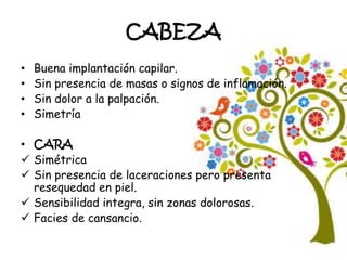 CABEZA
• Buena implantación capilar.
• Sin presencia de masas o signos de inflamación.
• Sin dolor a la palpación.
• Simetría
• CARA
 Simétrica
 Sin presencia de laceraciones pero presenta
resequedad en piel.
 Sensibilidad integra, sin zonas dolorosas.
 Facies de cansancio.
 