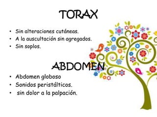TORAX
• Sin alteraciones cutáneas.
• A la auscultación sin agregados.
• Sin soplos.
ABDOMEN
• Abdomen globoso
• Sonidos peristálticos.
• sin dolor a la palpación.
 