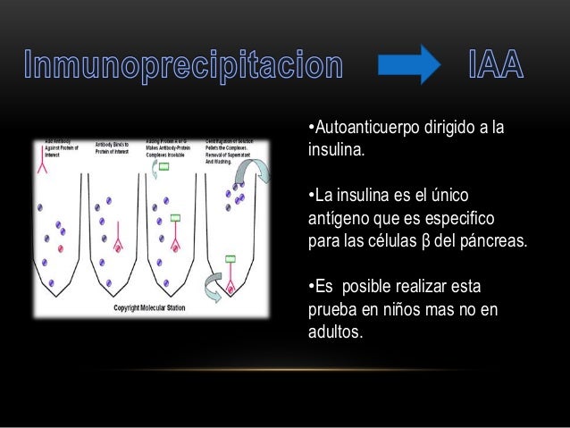 Diabetes mellitus tipo i inmuno Diabetes mellitus tipo i inmuno