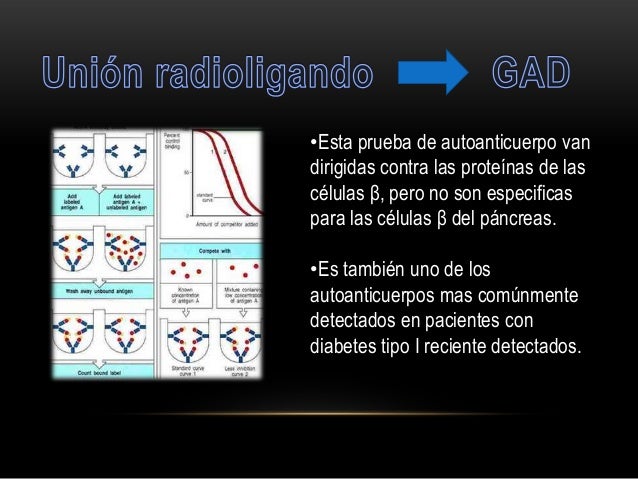 Diabetes mellitus tipo i inmuno Diabetes mellitus tipo i inmuno