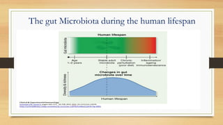 The gut Microbiota during the human lifespan
 