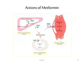 Actions of Metformin
57Diabetes
 