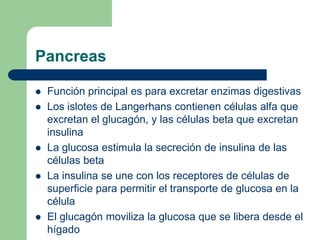 Pancreas

   Función principal es para excretar enzimas digestivas
   Los islotes de Langerhans contienen células alfa que
    excretan el glucagón, y las células beta que excretan
    insulina
   La glucosa estimula la secreción de insulina de las
    células beta
   La insulina se une con los receptores de células de
    superficie para permitir el transporte de glucosa en la
    célula
   El glucagón moviliza la glucosa que se libera desde el
    hígado
 