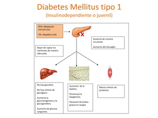 Diabetes Mellitus tipo 1
(Insulinodependiente o juvenil)
95%: Mediación
inmune (1a)
5%: idiopática (1b)
Ausencia de insulina
circulante
Aumento del Glucagón
x
Dejan de captar los
nutrientes de manera
adecuada.
No hay glucólisis
No hay síntesis de
glucógeno
Aumenta la
gluconeogénesis y la
glucogenólisis.
Aumento de glucosa
sanguínea.
Aumento de la
lipólisis.
Disminuye la
lipogénesis.
Elevación de ácidos
grasos en sangre.
Menos síntesis de
proteínas.
 