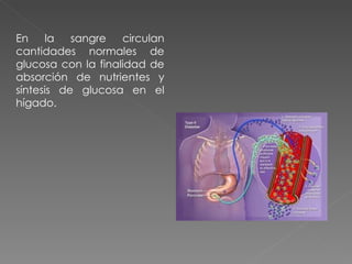 En    la   sangre   circulan
cantidades normales de
glucosa con la finalidad de
absorción de nutrientes y
síntesis de glucosa en el
hígado.
 