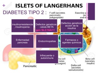 +
DIABETES TIPO 2 :
insulinorresistencia
, insulinopenia :
Defectos geneticos
: celula BETA
Defectos geneticos
acción de la
insulina
Enfermedad
pancreas
Endocrinopatias
Farmacos o
agentes quimicos
Infrecuente o
autoinmune
 