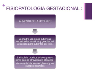 +
FISIOPATOLOGIA GESTACIONAL :
AUMENTO DE LA LIPOLISIS:
La madre usa grasa cubrir sus
necesidades caloricas y guardar asi
la glucosa para cubrir las del feto .
La lipolisis produce acidos grasos
libres que no atraviesan la placenta ,
si cruzan la placenta el glicerol y los
cuerpos cetonicos
 
