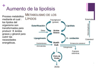 +
Aumento de la lipolisis
Proceso metabólico
mediante el cual :
los lípidos del
organismo son
transformados para
producir  ácidos
grasos y glicerol para
cubrir las
necesidades
energéticas.
 
