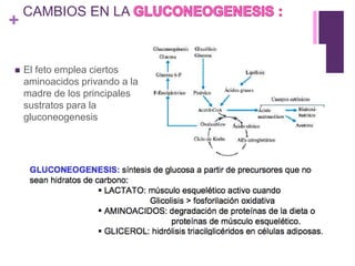 +
CAMBIOS EN LA
 El feto emplea ciertos
aminoacidos privando a la
madre de los principales
sustratos para la
gluconeogenesis
 