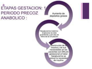 +
ETAPAS GESTACION: 1:
PERIODO PRECOZ
ANABOLICO :
Aumento de
depósitos grasos
Hipoglucemia materna :
la glucosa se esta
guardando y por eso se
retira de la circulación
Disminución de la
insulina y de sus
necesidades en las
pacientes con DM pre
gestacional al haber
hipoglucemia se
reduce la necesidad
de insulina
 