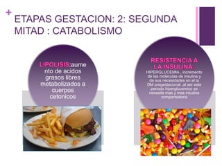 +
ETAPAS GESTACION: 2: SEGUNDA
MITAD : CATABOLISMO
:aume
nto de acidos
grasos libres
metabolizados a
cuerpos
cetonicos
HIPERGLUCEMIA , incremento
de las moleculas de insulina y
de sus necesidades en el la
DM pregestacional ,al ser este
periodo hiperglucemico se
necesita mas y mas insulina
compensatoria
 