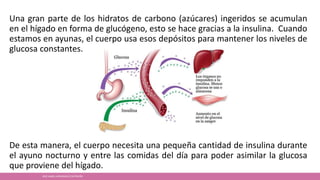 Una gran parte de los hidratos de carbono (azúcares) ingeridos se acumulan
en el hígado en forma de glucógeno, esto se hace gracias a la insulina. Cuando
estamos en ayunas, el cuerpo usa esos depósitos para mantener los niveles de
glucosa constantes.
De esta manera, el cuerpo necesita una pequeña cantidad de insulina durante
el ayuno nocturno y entre las comidas del día para poder asimilar la glucosa
que proviene del hígado.
JOSÉ ANGEL HERNÁNDEZ CASTREJÓN
 