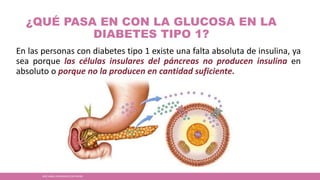 ¿QUÉ PASA EN CON LA GLUCOSA EN LA
DIABETES TIPO 1?
En las personas con diabetes tipo 1 existe una falta absoluta de insulina, ya
sea porque las células insulares del páncreas no producen insulina en
absoluto o porque no la producen en cantidad suficiente.
JOSÉ ANGEL HERNÁNDEZ CASTREJÓN
 