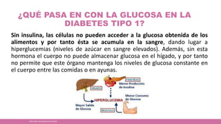 ¿QUÉ PASA EN CON LA GLUCOSA EN LA
DIABETES TIPO 1?
Sin insulina, las células no pueden acceder a la glucosa obtenida de los
alimentos y por tanto ésta se acumula en la sangre, dando lugar a
hiperglucemias (niveles de azúcar en sangre elevados). Además, sin esta
hormona el cuerpo no puede almacenar glucosa en el hígado, y por tanto
no permite que este órgano mantenga los niveles de glucosa constante en
el cuerpo entre las comidas o en ayunas.
JOSÉ ANGEL HERNÁNDEZ CASTREJÓN
 