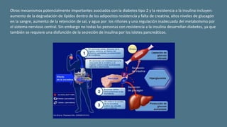 Otros mecanismos potencialmente importantes asociados con la diabetes tipo 2 y la resistencia a la insulina incluyen:
aumento de la degradación de lípidos dentro de los adipocitos resistencia y falta de creatina, altos niveles de glucagón
en la sangre, aumento de la retención de sal, y agua por los riñones y una regulación inadecuada del metabolismo por
el sistema nervioso central. Sin embargo no todas las personas con resistencia a la insulina desarrollan diabetes, ya que
también se requiere una disfunción de la secreción de insulina por los islotes pancreáticos.
 