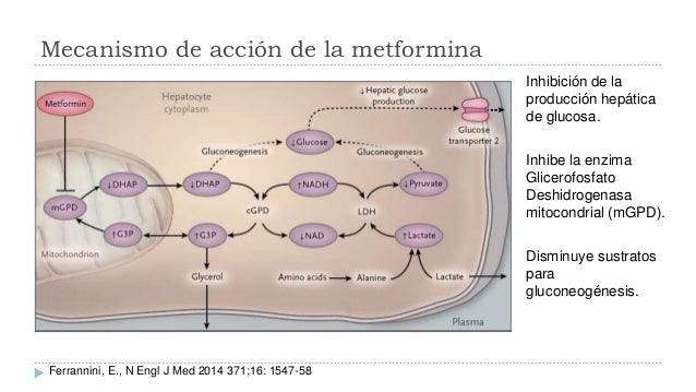 Diabetes tratamiento Diabetes tratamiento