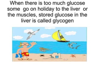 When there is too much glucose
some go on holiday to the liver or
the muscles, stored glucose in the
liver is called glycogen