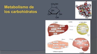 Metabolismo de
los carbohidratos
 
