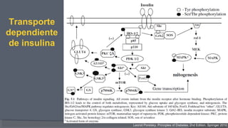 Transporte
dependiente
de insulina
Leonid Poretsky. Principles of Diabetes. 2nd Edition. Springer 2010
 