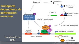 Transporte
dependiente de
contracción
muscular
Am J Physiol Endocrinol Metab 303: E322–E331, 2012
No alterado en
DM2
 