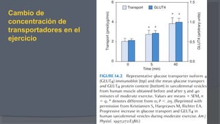 Cambio de
concentración de
transportadores en el
ejercicio
 