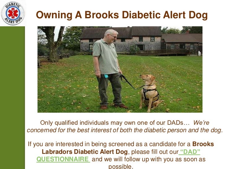 Diabetic alert dog