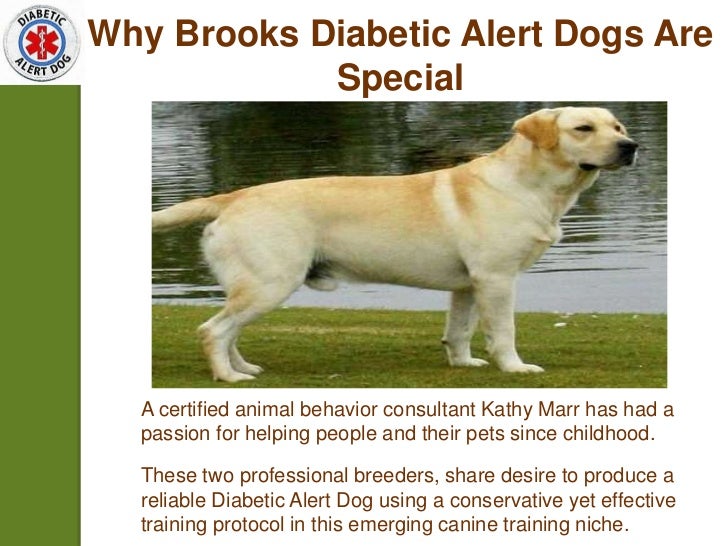 Diabetic alert dog