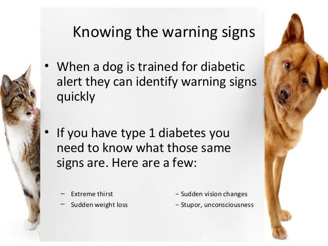 Diabetic Alert Dog Scent Training Diabetic Alert Dog Scent Training