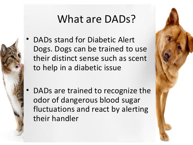 diabetic alert dogs diabetic alert diabetic alert dogs diabetic alert