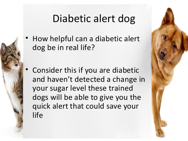 What To Give Diabetic Dog With Low Blood Sugar What To Give Diabetic Dog With Low Blood Sugar
