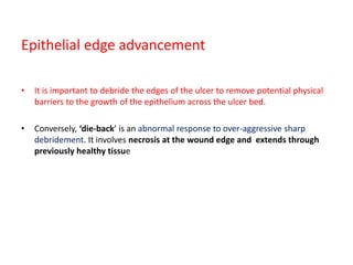 Epithelial edge advancement
• It is important to debride the edges of the ulcer to remove potential physical
barriers to the growth of the epithelium across the ulcer bed.
• Conversely, ‘die-back’ is an abnormal response to over-aggressive sharp
debridement. It involves necrosis at the wound edge and extends through
previously healthy tissue
 