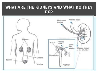 WHAT ARE THE KIDNEYS AND WHAT DO THEY
DO?
 