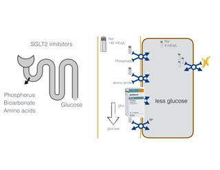 Na+
140 mEq/L Na+
4 mEq/L
Phosphate
amino acids
glucose
H+
3456 mmol/day 50-100 mmol/day
SGLT2 inhibitors
Glucose
less glucose
Phosphorus
Bicarbonate
Amino acids
glucose
 