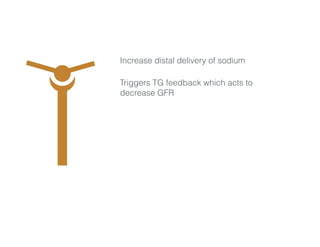 Increase distal delivery of sodium
Triggers TG feedback which acts to
decrease GFR
 