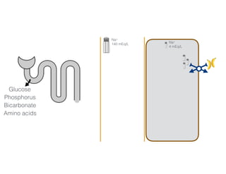 Na+
140 mEq/L Na+
4 mEq/L
3456 mmol/day 50-100 mmol/day
Glucose
Phosphorus
Bicarbonate
Amino acids
 