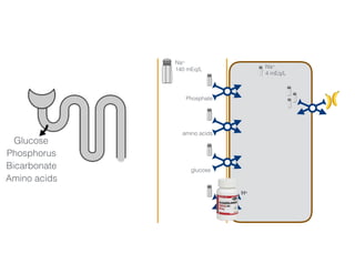 Na+
140 mEq/L Na+
4 mEq/L
Phosphate
amino acids
glucose
H+
3456 mmol/day 50-100 mmol/day
Glucose
Phosphorus
Bicarbonate
Amino acids
 